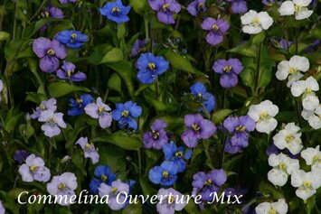 Commelina tubersa Ouverture Mix 8 393